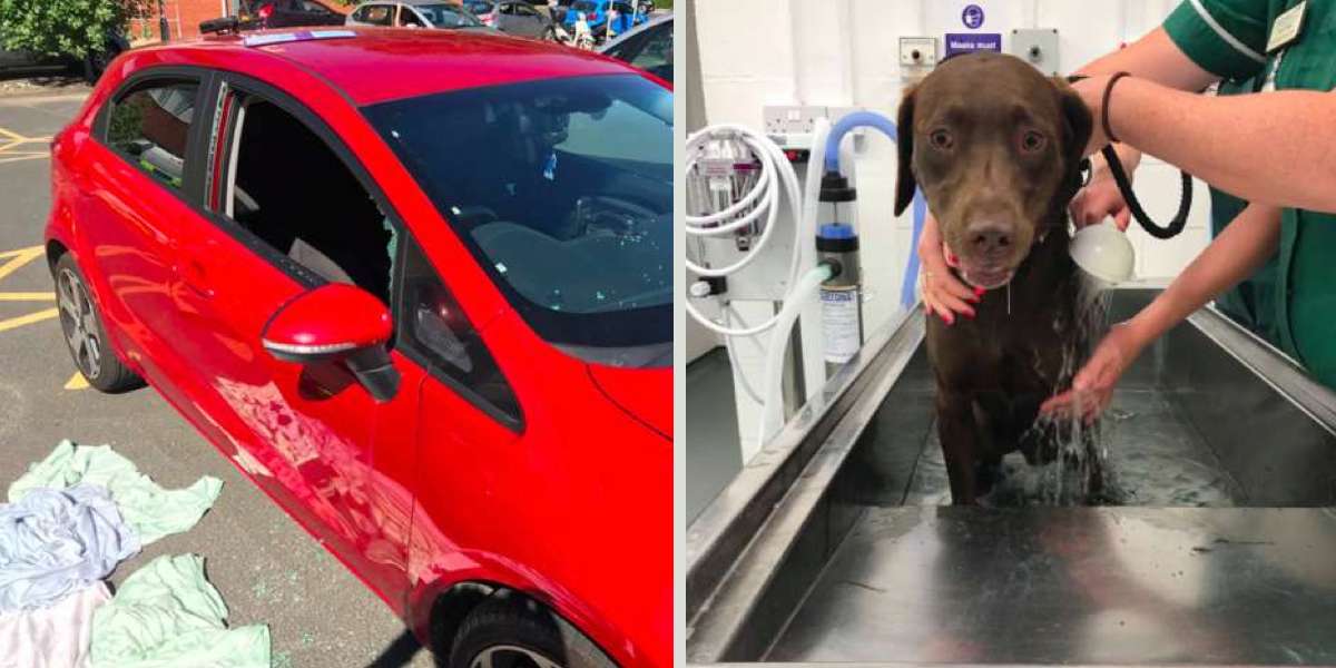 Necháváte psa v rozpáleném autě? Děláte obrovskou chybu. A tady je důvod proč...