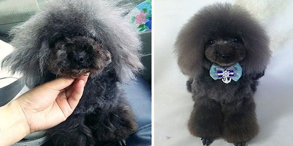 Psí kadeřnice mění mazlíčky k nepoznání. A co Vy, chcete proměnit svého nejlepšího přítele v „umělecké dílo?“