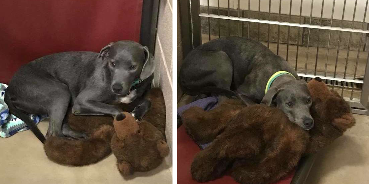 Roční fenku odložila rodina do útulku i s medvídkem