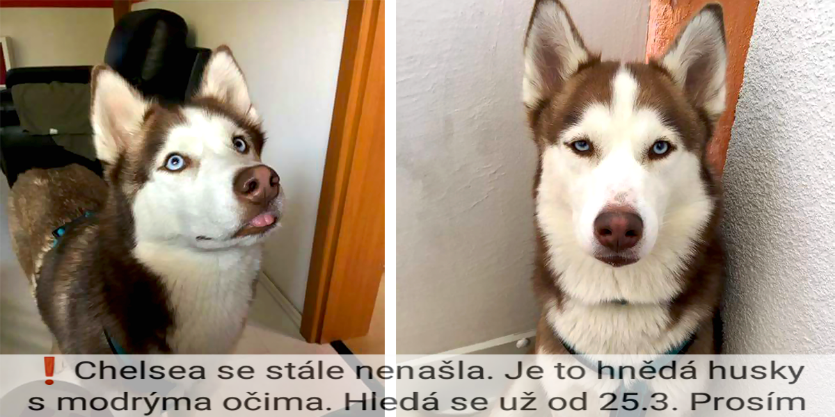 Po fence Chelsea pátrá celé Česko, pomozte i Vy