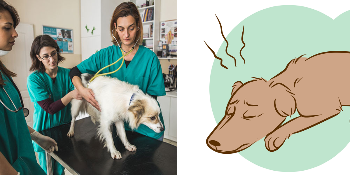 Veterinář odhalil, co se děje se psy před jejich smrtí. Tohle jsme nečekali...