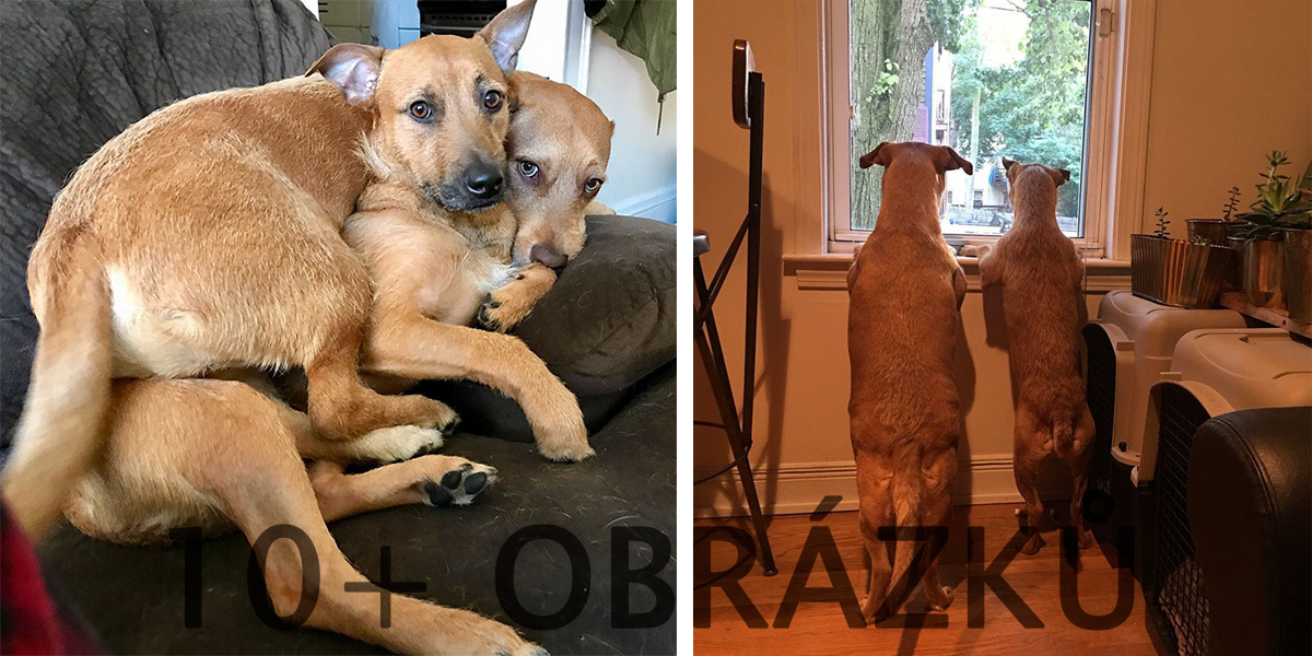 Tenhle pes potkal při procházce své dvojče a přesvědčil svou majitelku, aby ho adoptovala...