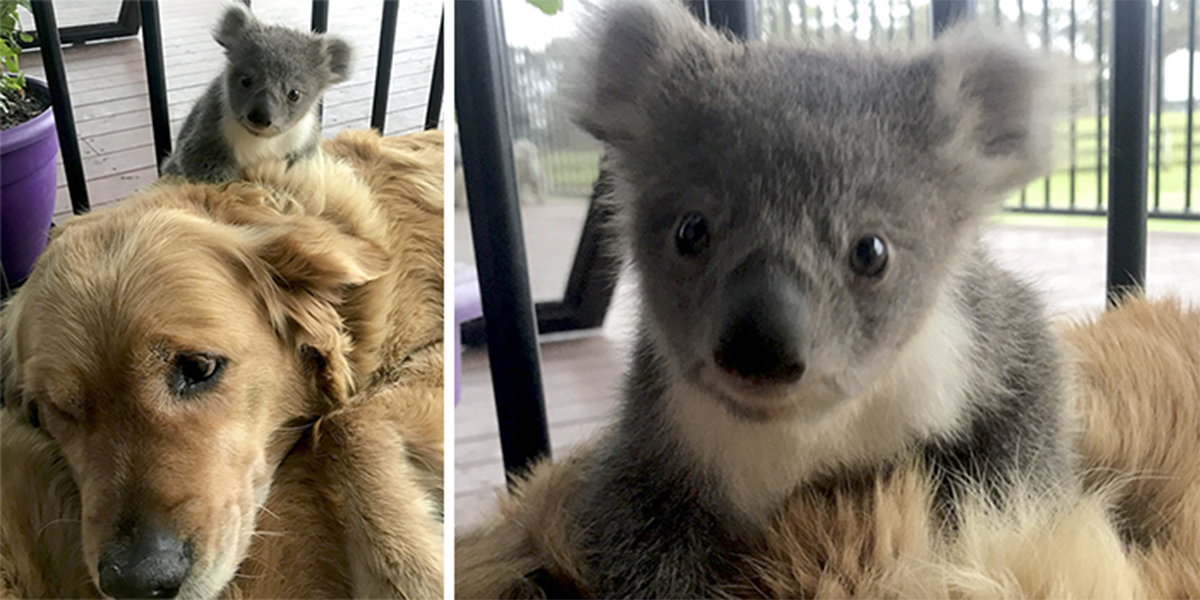 Tenhle zlatý retrívr překvapil svou rodinu. Zachránil mládě koaly!
