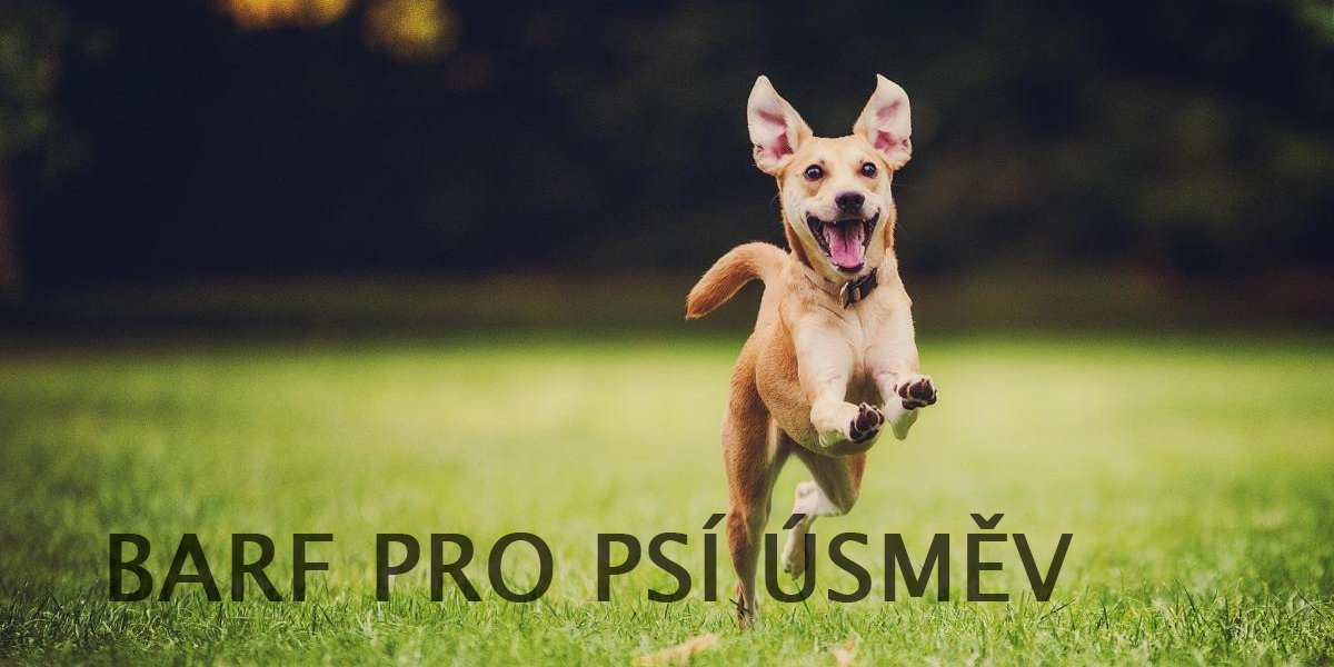 Co je to vlastně ten BARF a proč je lepší než granule?