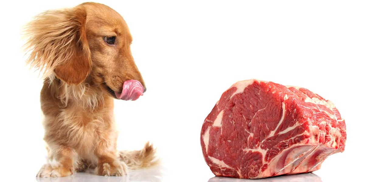 Proč BARFovat? Aneb jediné přirozené krmivo pro psy