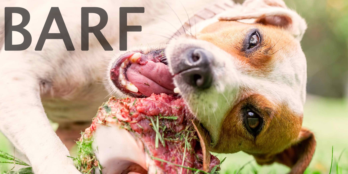 Jak správně krmit psa masem - B.A.R.F.
