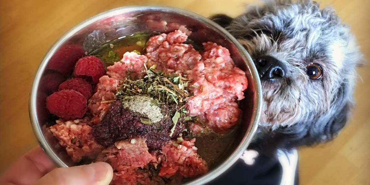 Jak začít s krmením psa BARF metodou