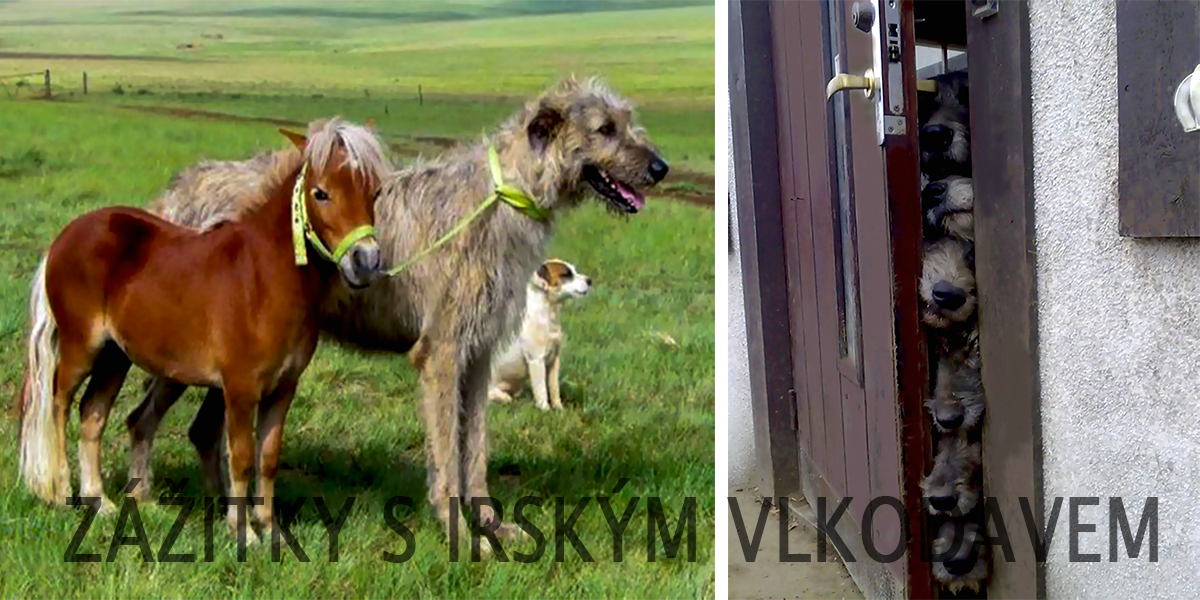 Pyšní majitelé sdílí své zážitky s irským vlkodavem (10+ obrázků)