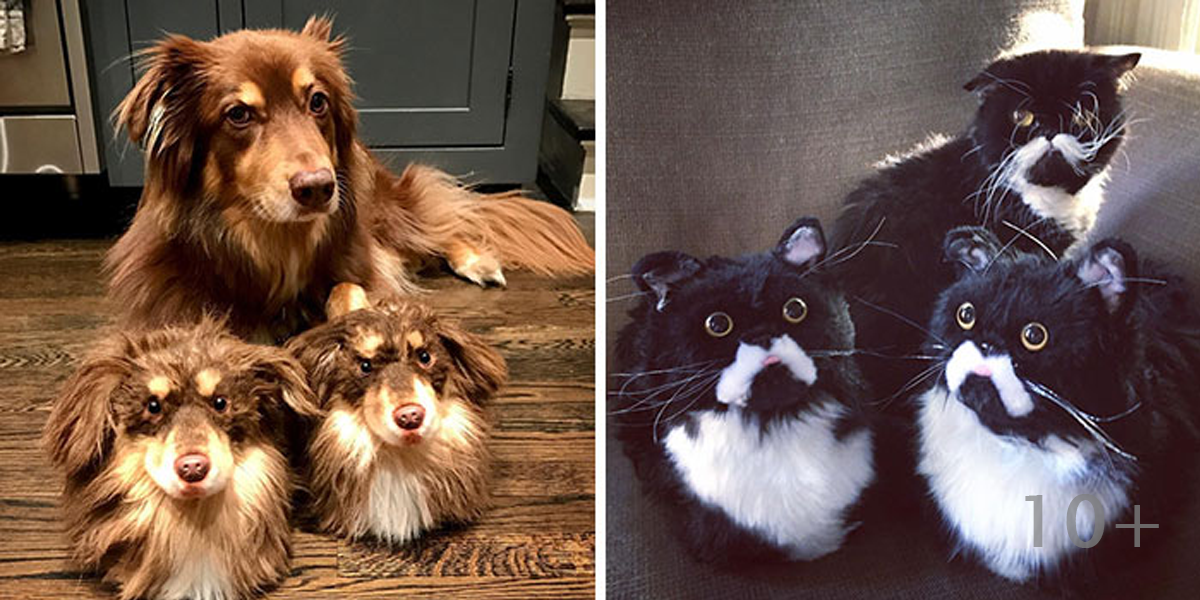 Firma vyrábí bačkory, ale poznáte, co je bačkora a co pes