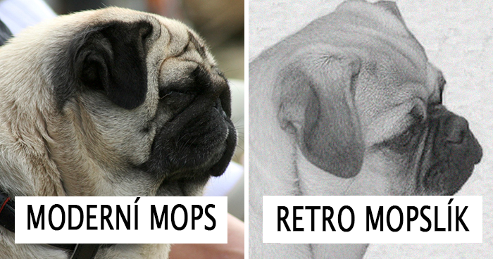 „Mopslíci nejsou roztomilí, jsou to znetvořená, inbrední a nemocná zvířata, která neměla nikdy existovat.“ Příspěvek, který na internetu rozpoutal hodně vášně.