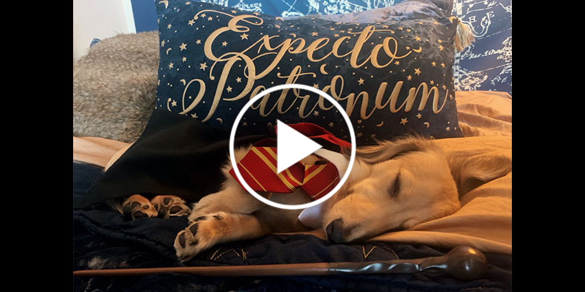 Vycvičila psa na kouzla Harryho Pottera. Tohle je ten nejroztomilejší absolvent Bradavic!