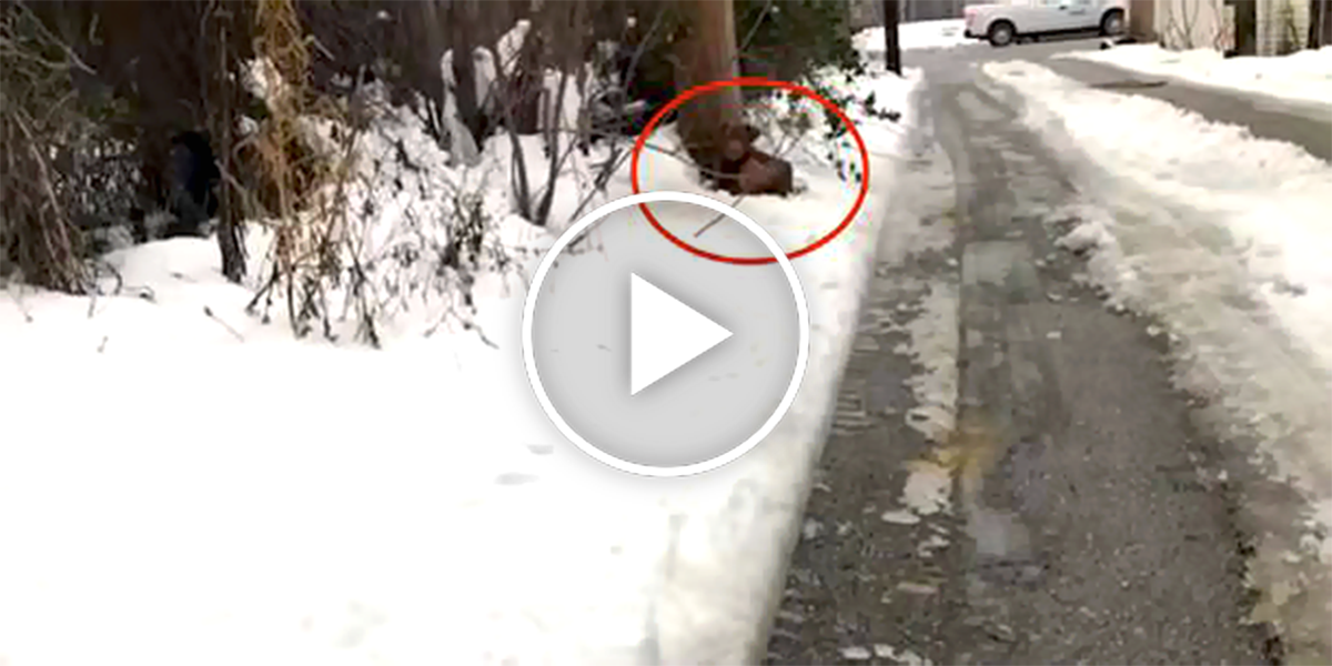 Našli třesoucího psa u stromu, sám si je přivolal...