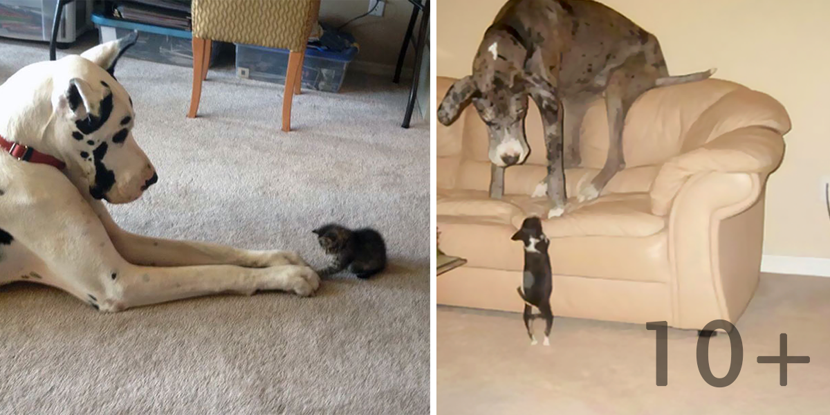 Majitelé německé dogy sdílí své zážitky, jsou to neuvěřitelní obři! (10+ obrázků)