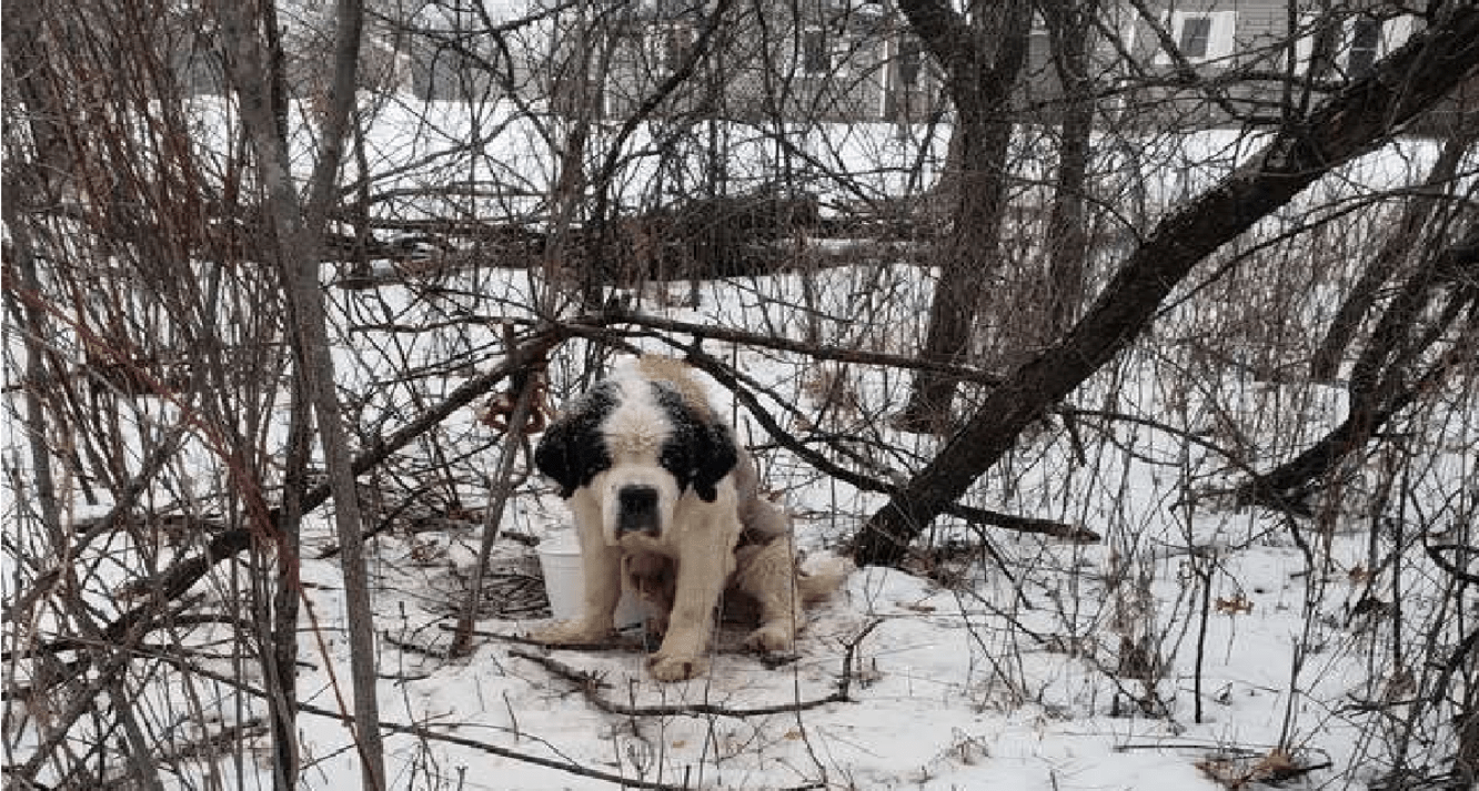 Tenhle psí senior zvládl sám v mrazech 2 týdny, bez pomoci