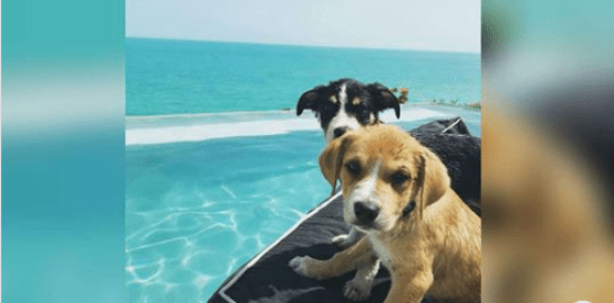 Tahle dovolená snů kombinuje štěňata a tropickou pláž, navíc každý návštěvník pomůže