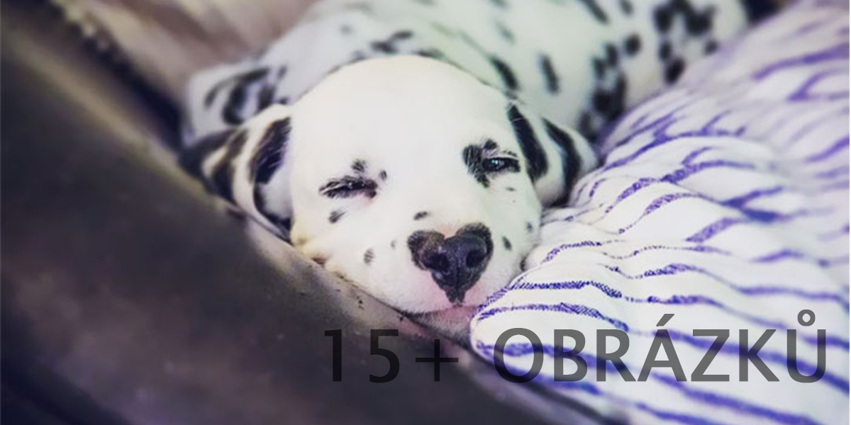Willy, dalmatin se srdcem na čumáku, kterého každý miluje