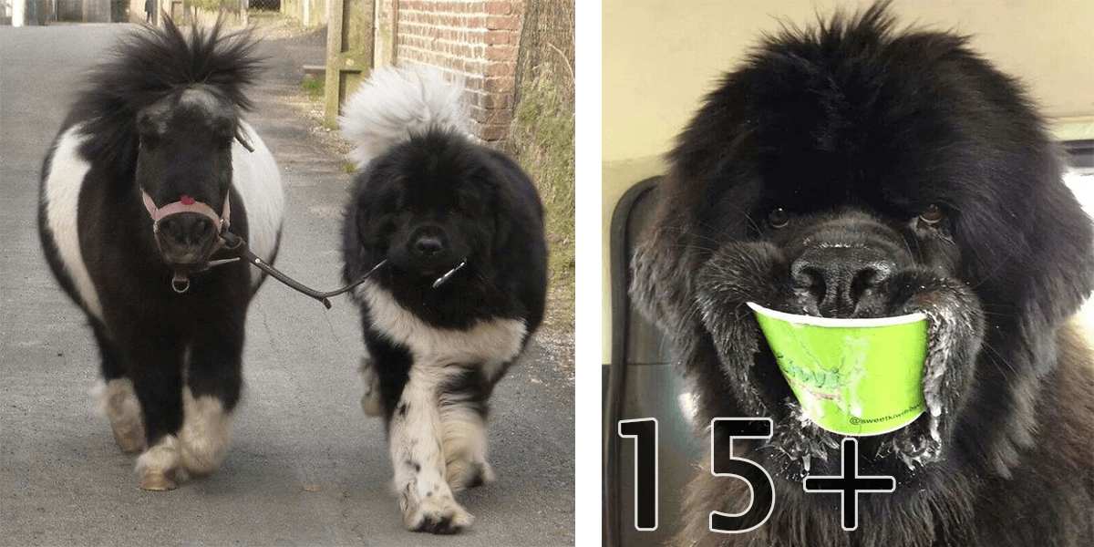 Majitelé novofundlanda sdílí své zážitky, jsou to neuvěřitelní obři! (10+ obrázků)