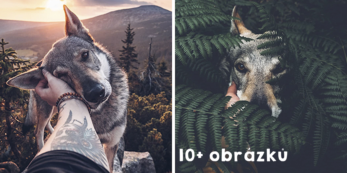 Také Vás nudí obrázky typu “ODEBÍREJ!”? Tenhle majitel to zvládá 18x lépe: „Fotím svého psa všude tam, kam dojdu.“