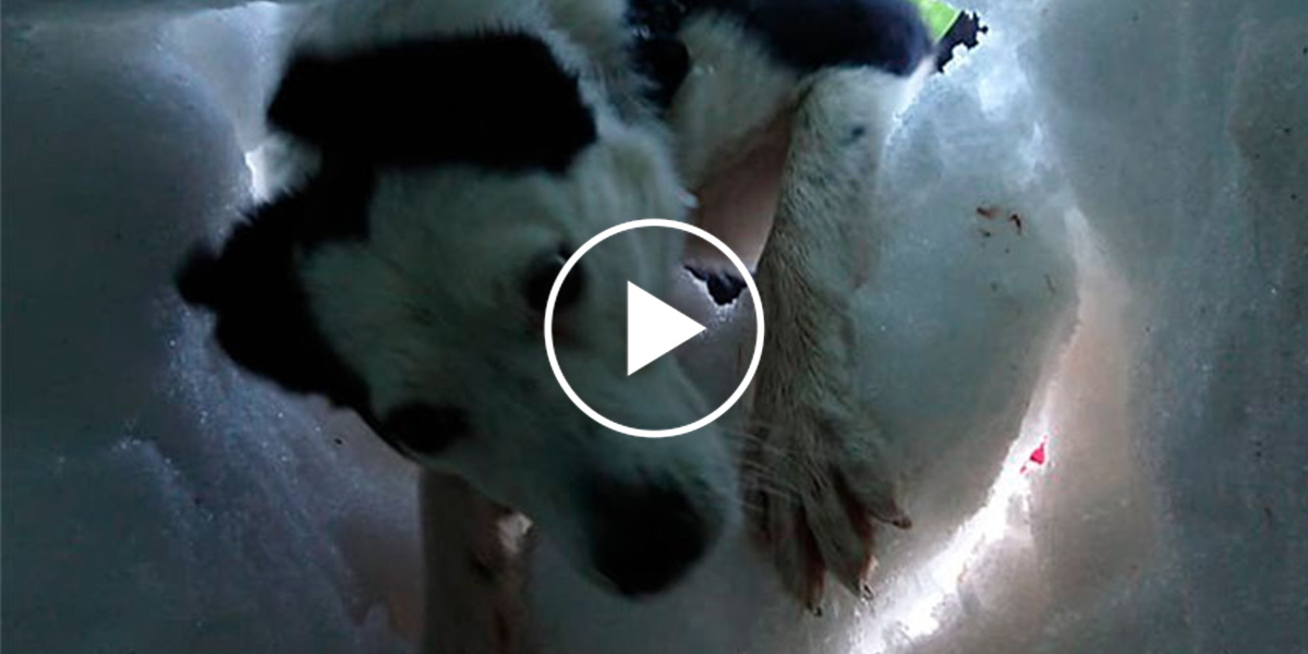 Muž zasypaný sněhem natočil psa, který ho zachraňuje