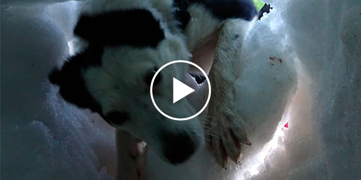 Muž zasypaný sněhem natočil psa, který ho zachraňuje