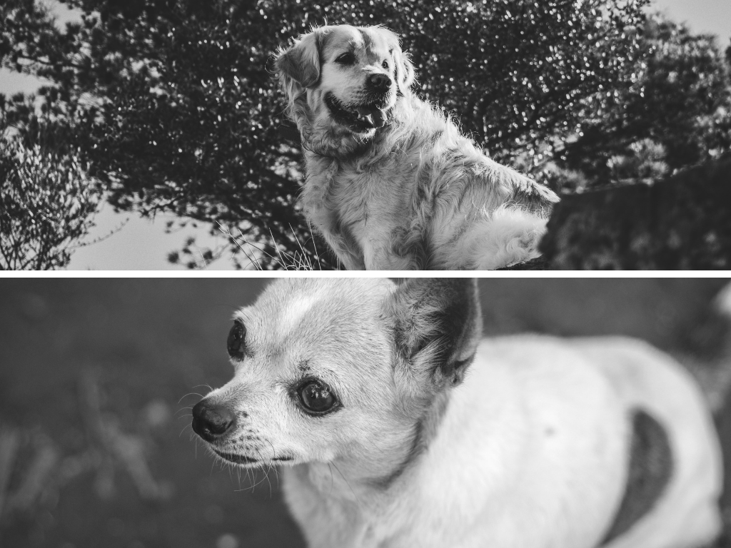 Moje minismečka - Nerozluční kamarádi