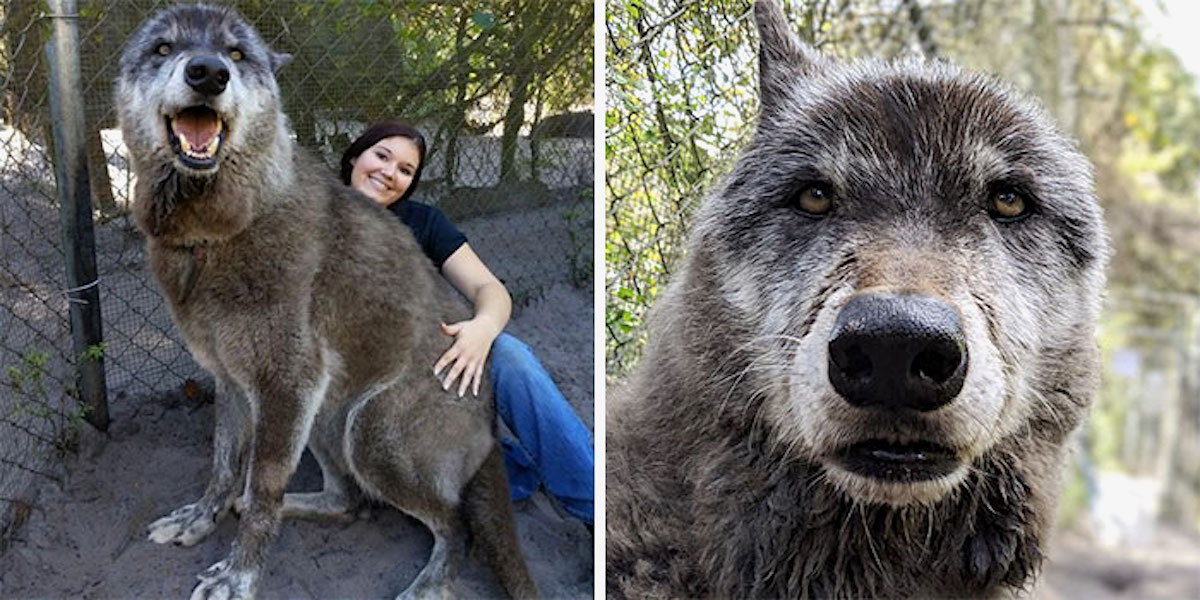 Adoptovala vlka z útulku, kde mu hrozila eutanázie. Ale zjistila, že nutně potřebuje pomoc…