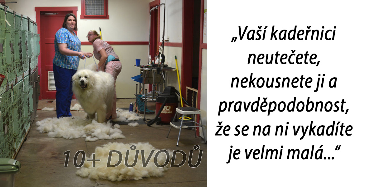 Psí kadeřnice vytvořila seznam (ne)logických důvodu, proč je psí sestřih dražší než ten Váš