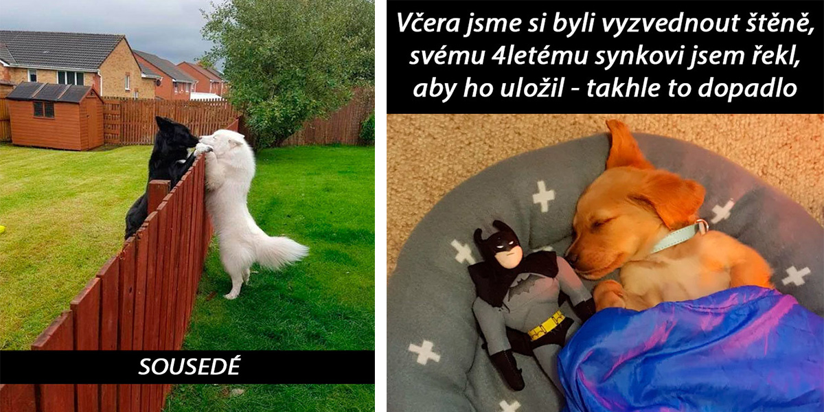 10+ zábavných psů, kteří Vám zlepší den