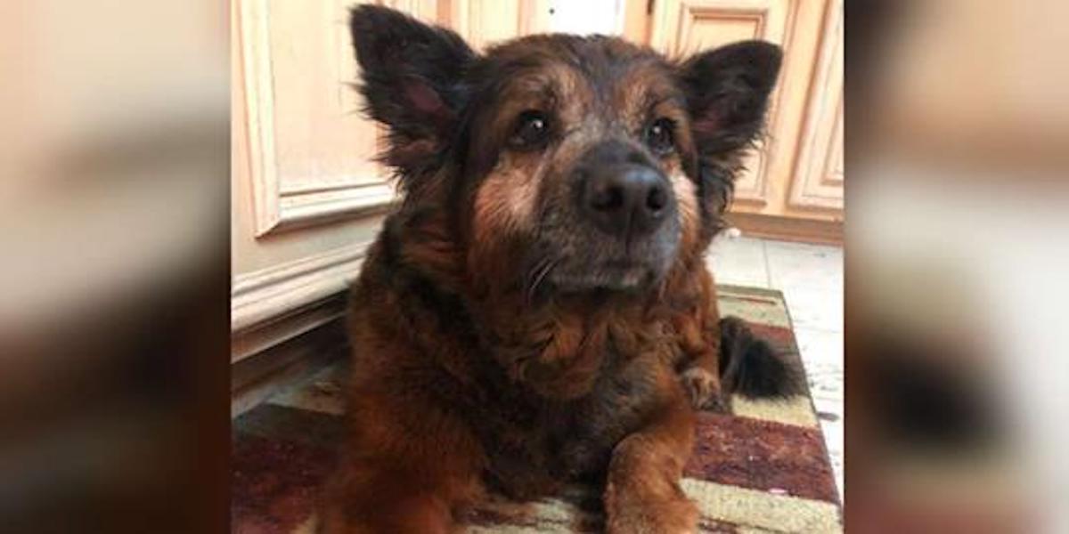 Náhle se jí dostavily nejsilnější emoce v životě, musela jít do útulku...