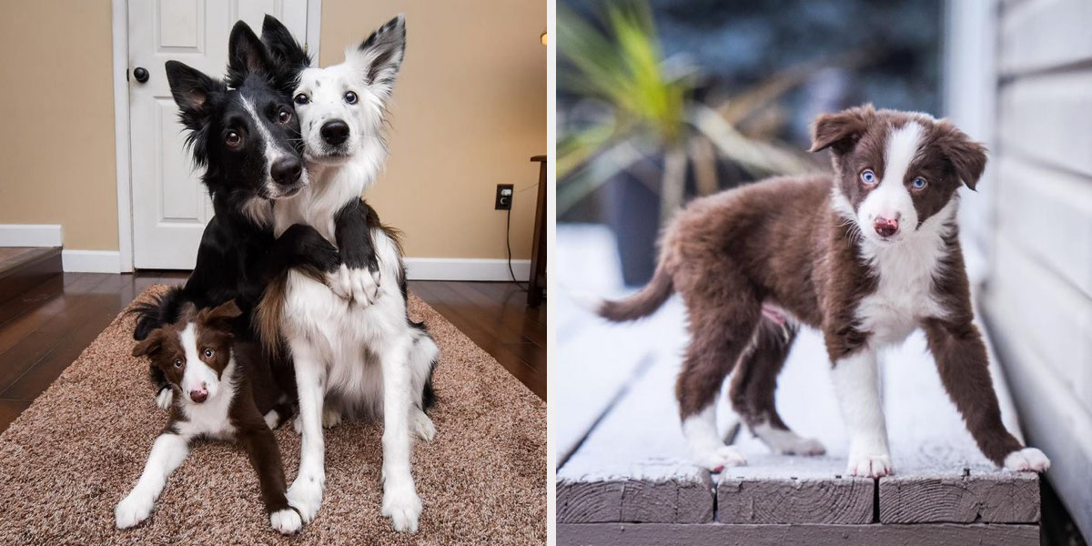 Slavný „objímací duet“ má nového člena, kterého učí svému oblíbenému povelu