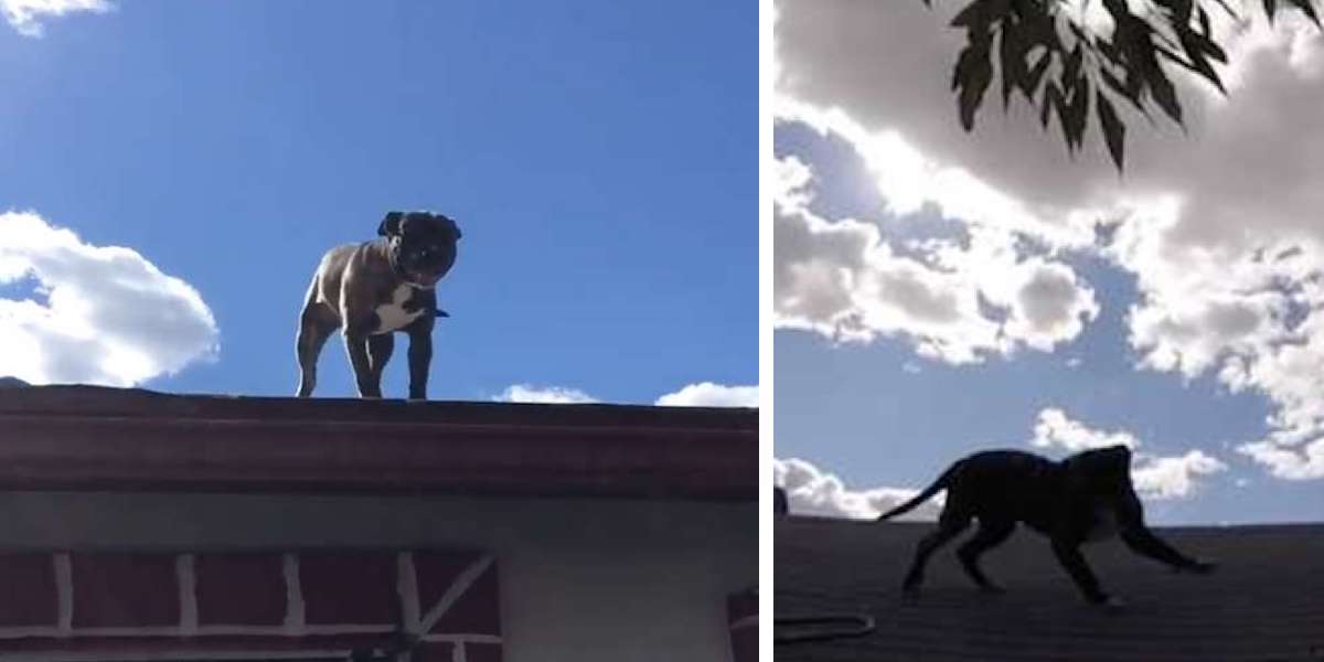 Štěně pitbula uvízlo na střeše, ze záchranářů mělo obrovskou radost