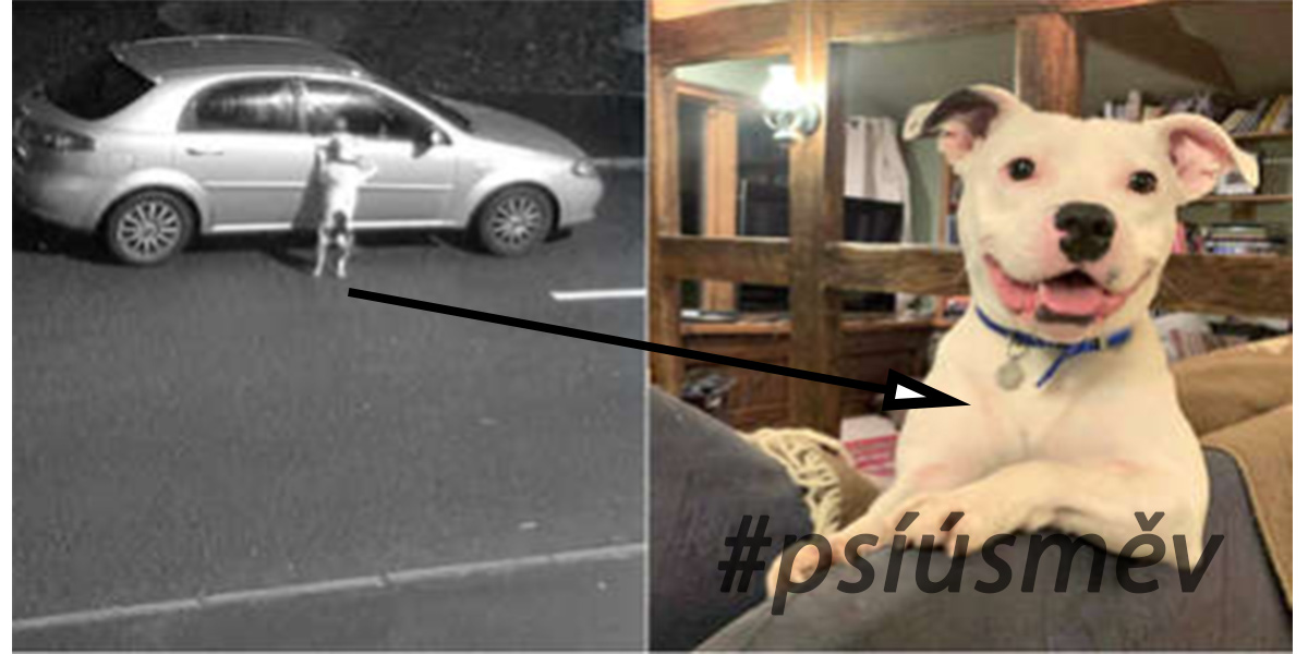 Příběh smutného psa zachyceného na kameru má pokračování, nyní má už jen PSÍ ÚSMĚV