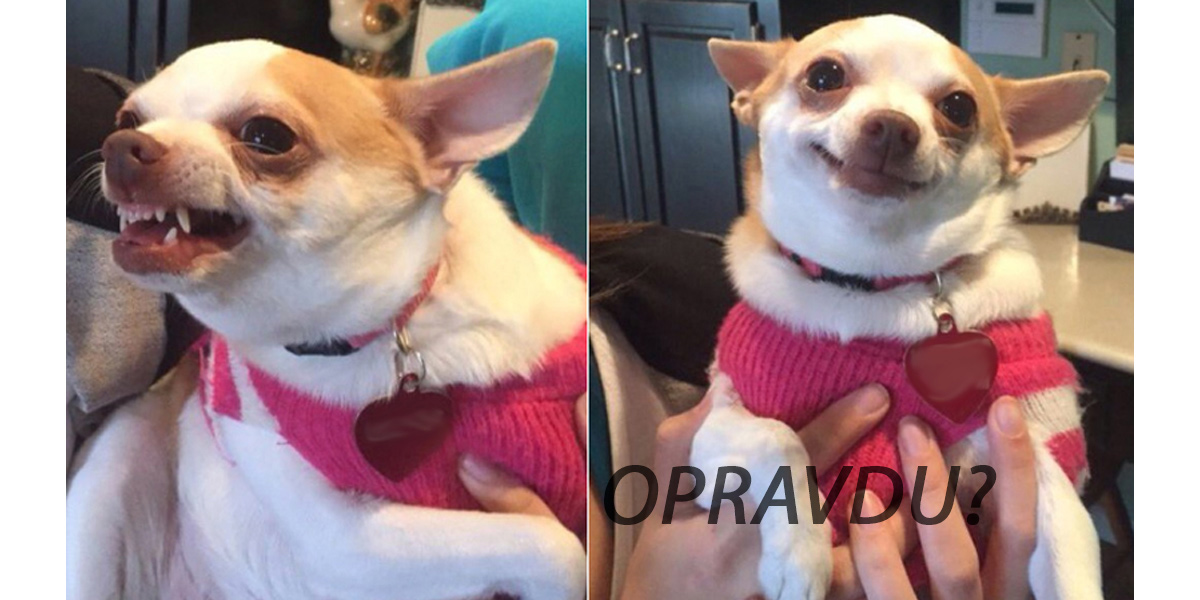 Pes pozná, jak se cítíte. Už víme jak.