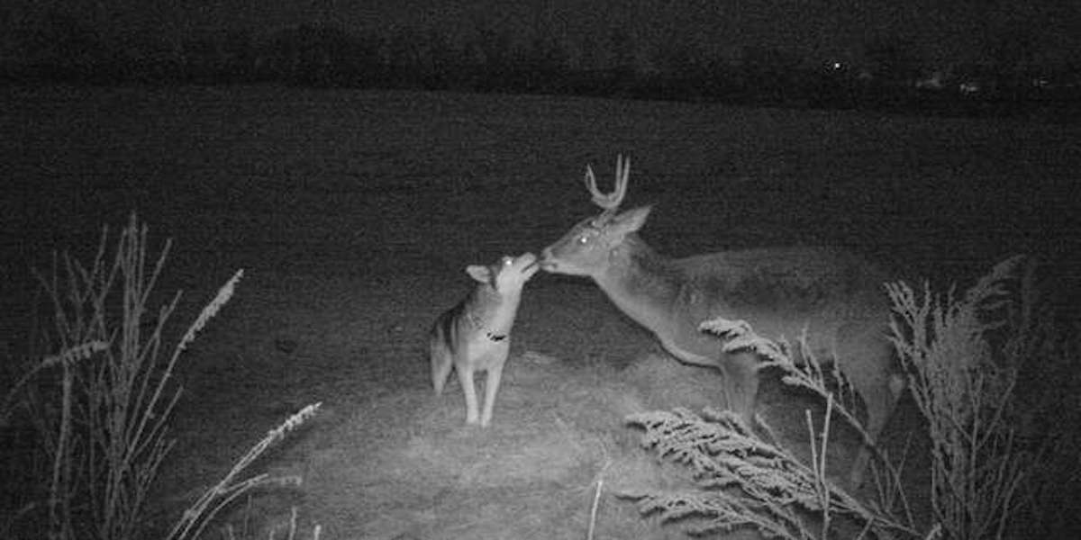 Pes se v noci vyplížil ven, aby si našel nového kamaráda