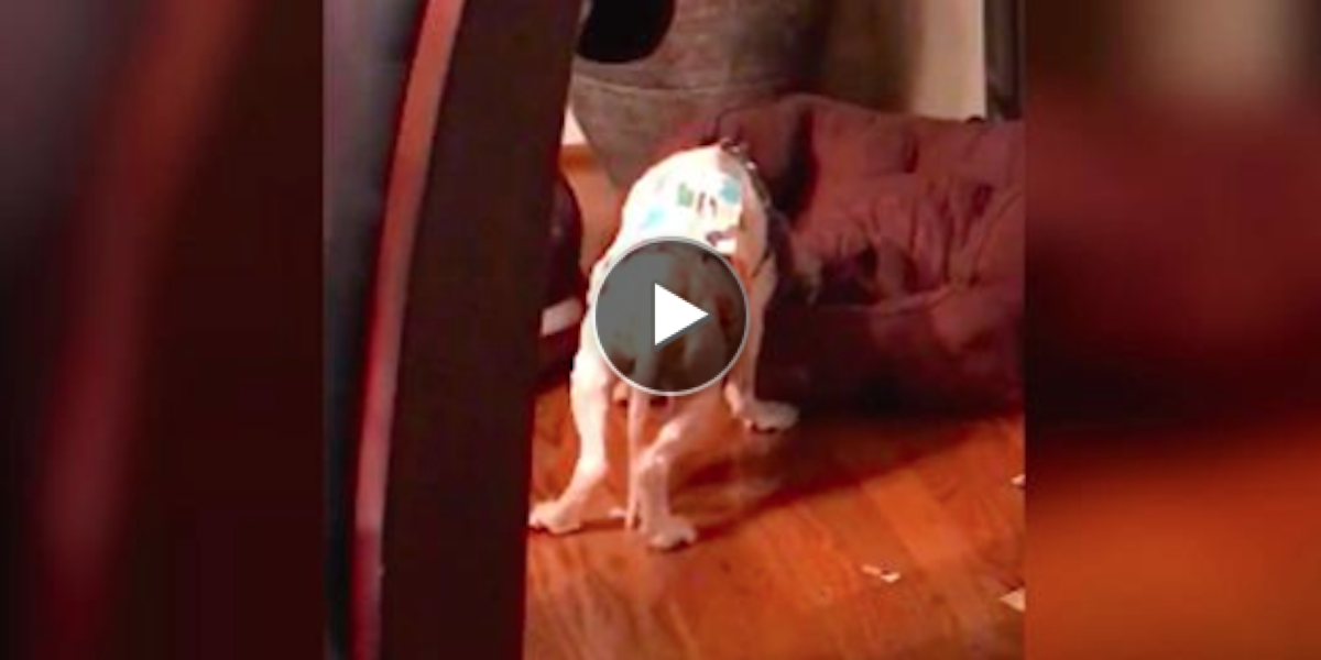 Zachráněné štěně ani nevědělo, jak si správně lehnout…