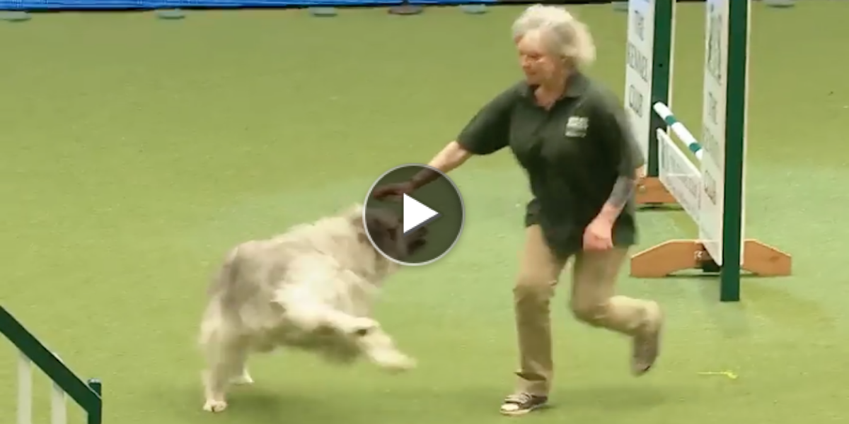 Velké psí trdlo pokazilo agility tím nejkrásnějším způsobem