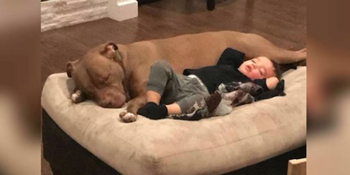 Tenhle chlapec dostal chřipku a nechce se nechat od nikoho utišit - kromě adoptovaného psa