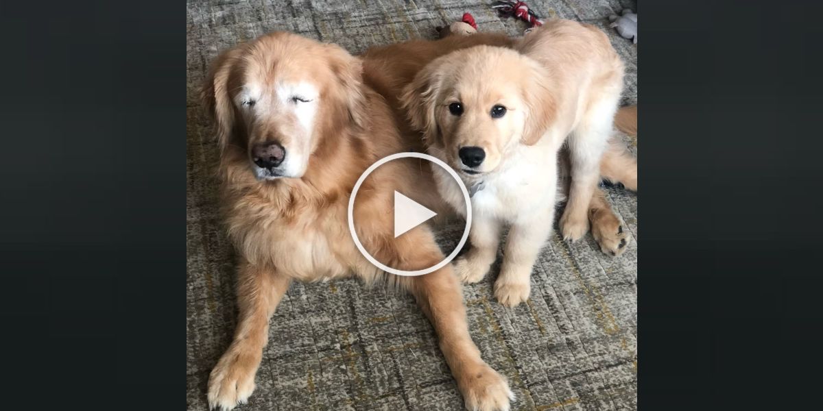 Slepý zlatý retrívr dostal štěně - pomocníka a dopadlo to tak skvěle, jak si myslíte
