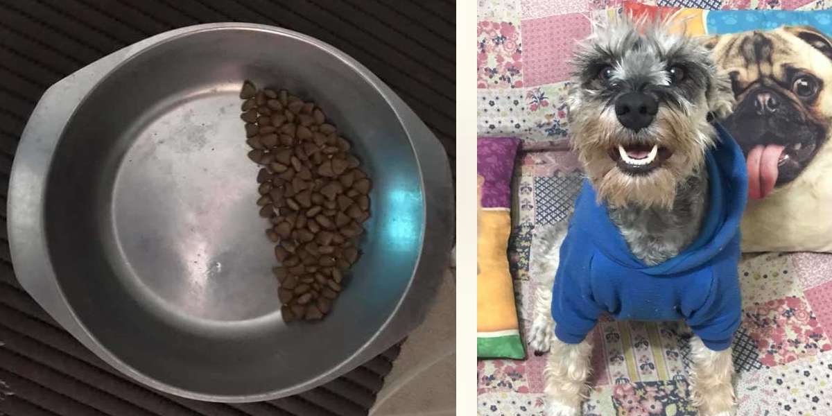 Rodina si všimla, že adoptovaný pes v misce vždy nechává přesně polovinu krmiva…