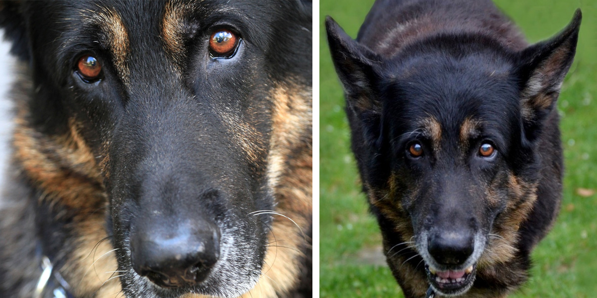 Letos spatří světlo světa nová knížka nejen pro milovníky psů