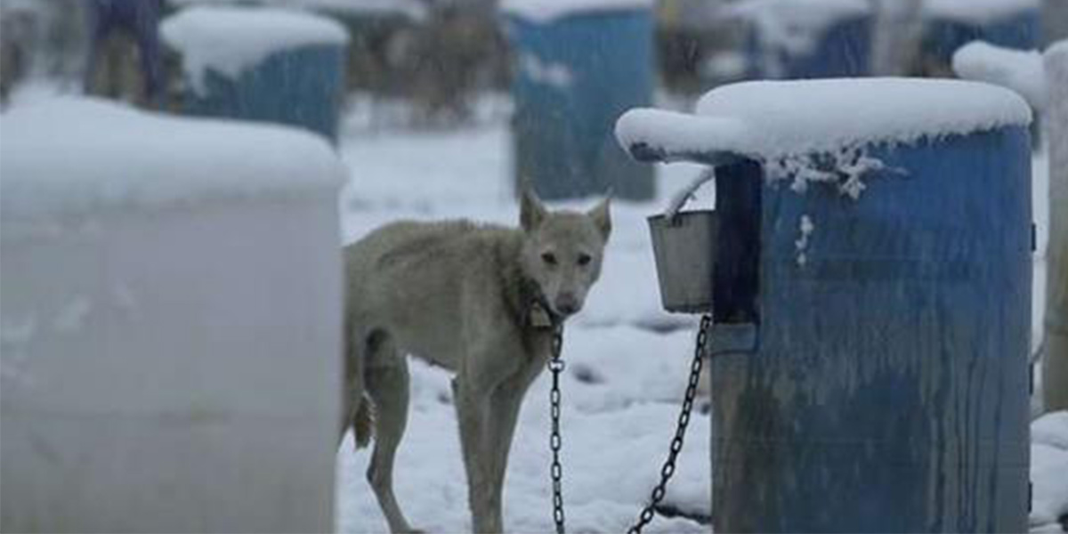 NÁZOR: Coca-Cola udělala pro sáňové psy něco úžasného