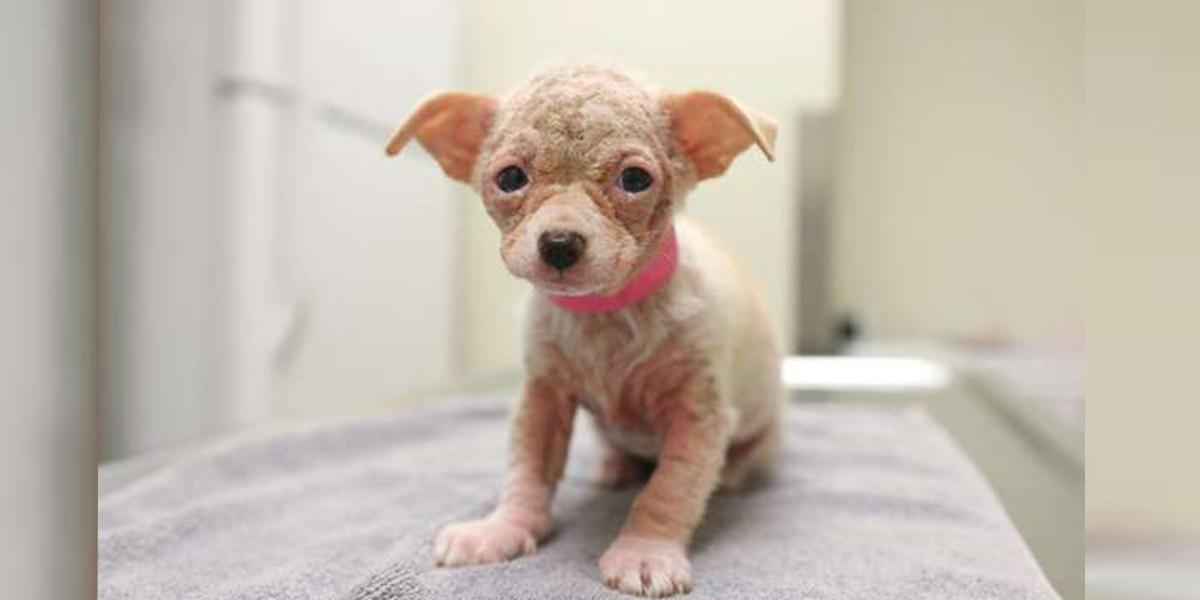 Malinkaté holé štěně zjistilo, že až v útulku začíná zábava