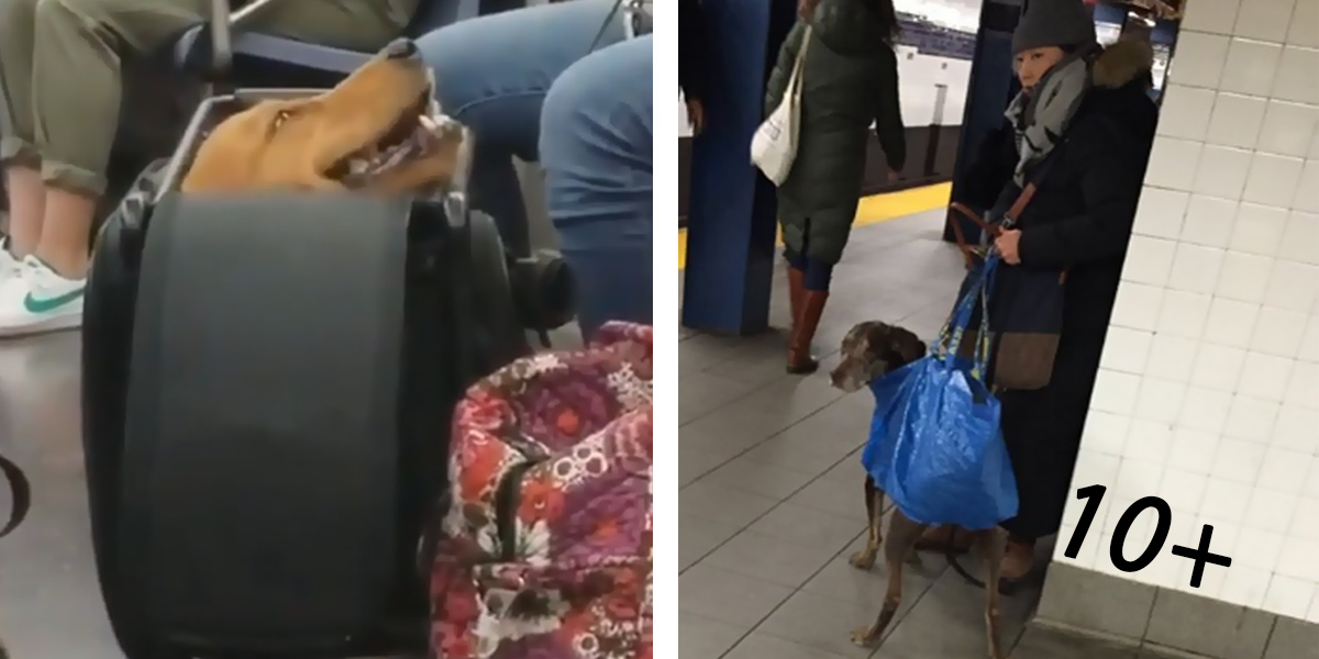 Zakázali psům vstup do metra s výjimkou těch, co se vejdou do tašky… (10+ obrázků)