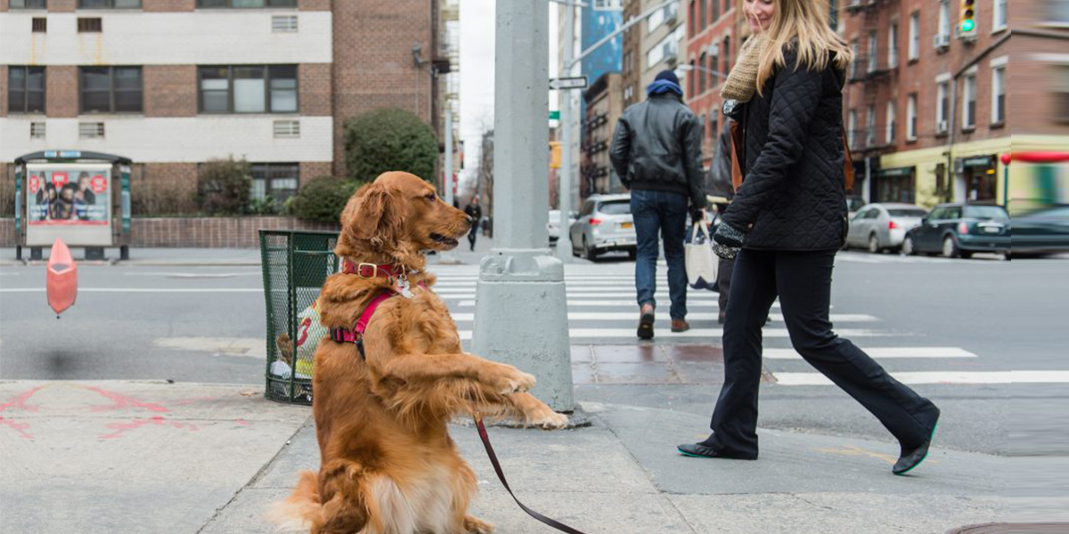 Seznamte se s Lubym, zlatým retrívrem, který stojí na rohu a nabízí objetí zdarma