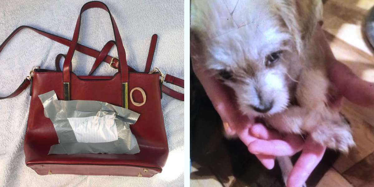 Našla v obchodě štěně v kabelce, tlapky mělo svázané k sobě, teď má konečně domov ♥