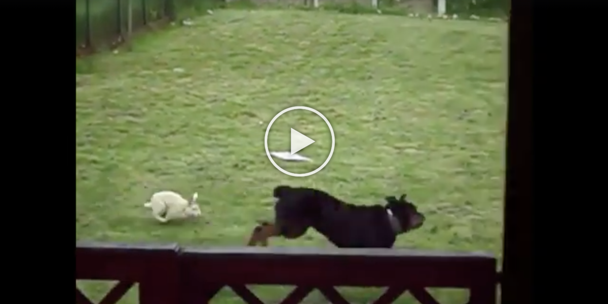 K rotvajlerovi na zahradu přiběhl zajíc, rotvajler málem nestačil utéct