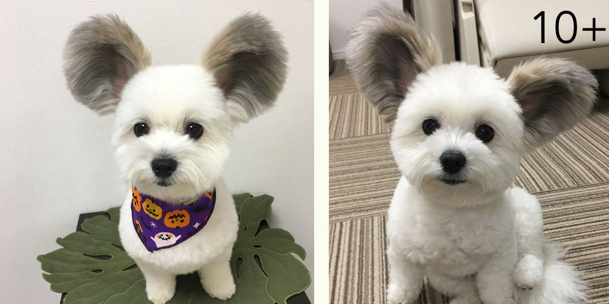 Úžasné štěně s ušima od Mickey Mouse, jeho obrázky Vám zaručeně zlepší den!