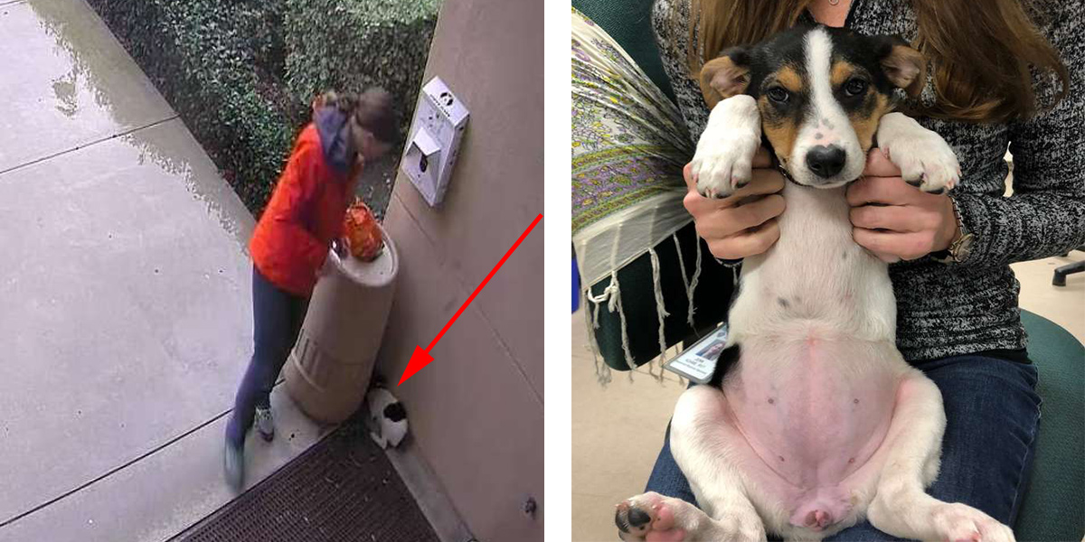 Vystrašené štěně čekalo na pomoc celou noc za odpadkovým košem, záchrana dorazila brzy ráno