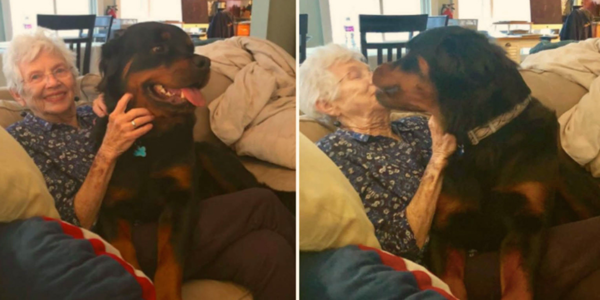 Obrovský rotvajler vyhrál u babičky, která miluje pouze „gaučáky“