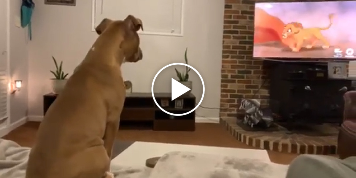 Empatický pitbul nepřestával kňučet při nejdojemnější scéně pohádky Lví král